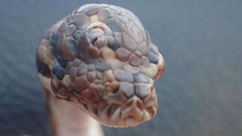 Shocking: Snake with three functioning eyes found in Australia (Photos)