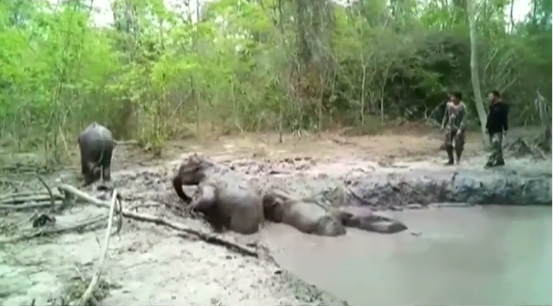 Six baby elephants rescued from mud pond in Thailand (Photos)